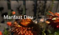 Manfaat Daun Pinduh, Dicicip Kimbab Family dan Diklaim Bikin Awet Muda